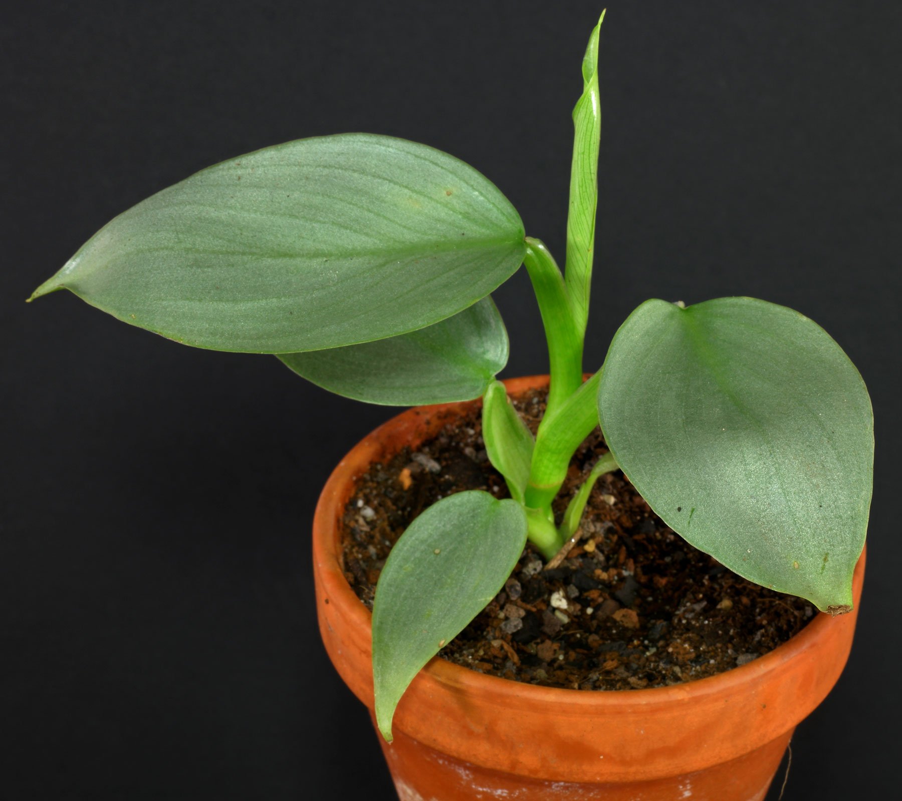 Philodendron hastatum