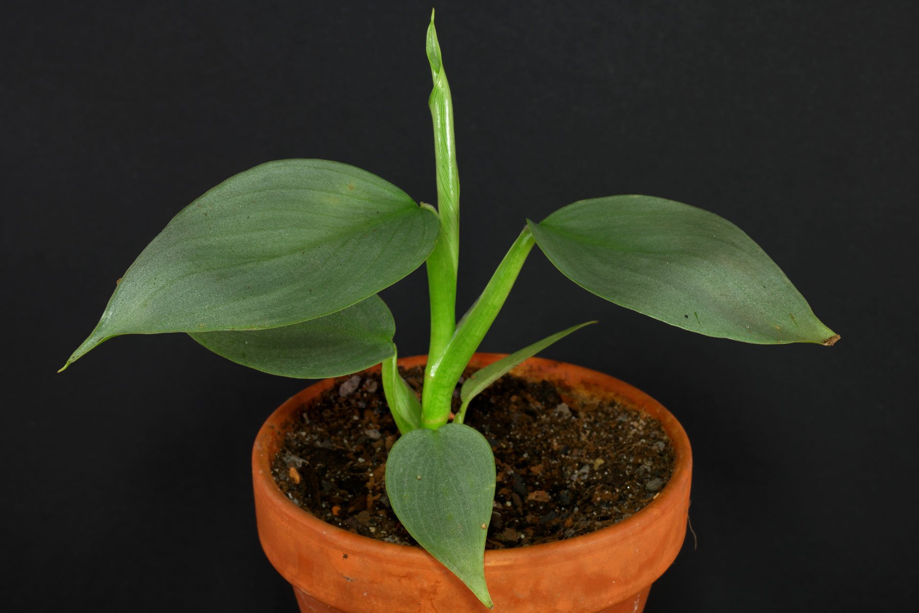 Philodendron hastatum