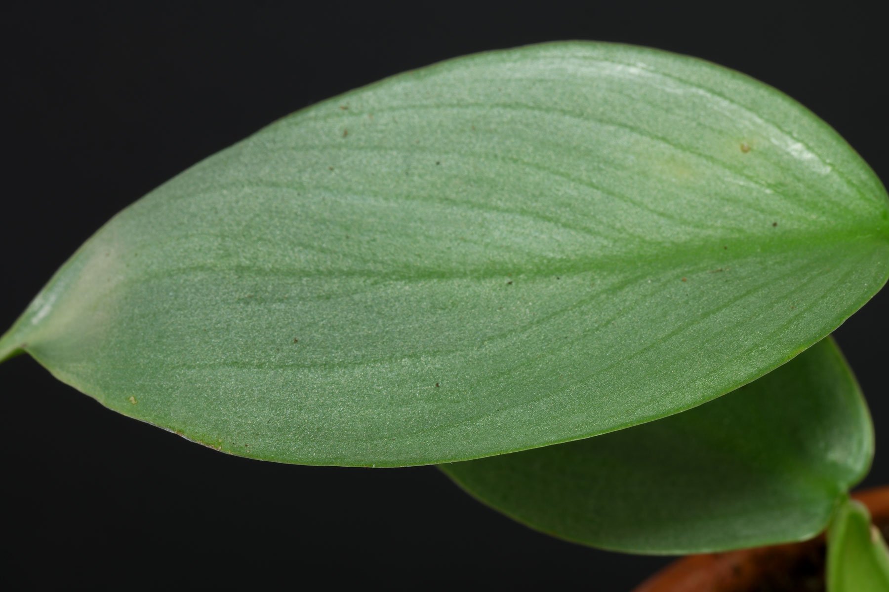 Philodendron hastatum