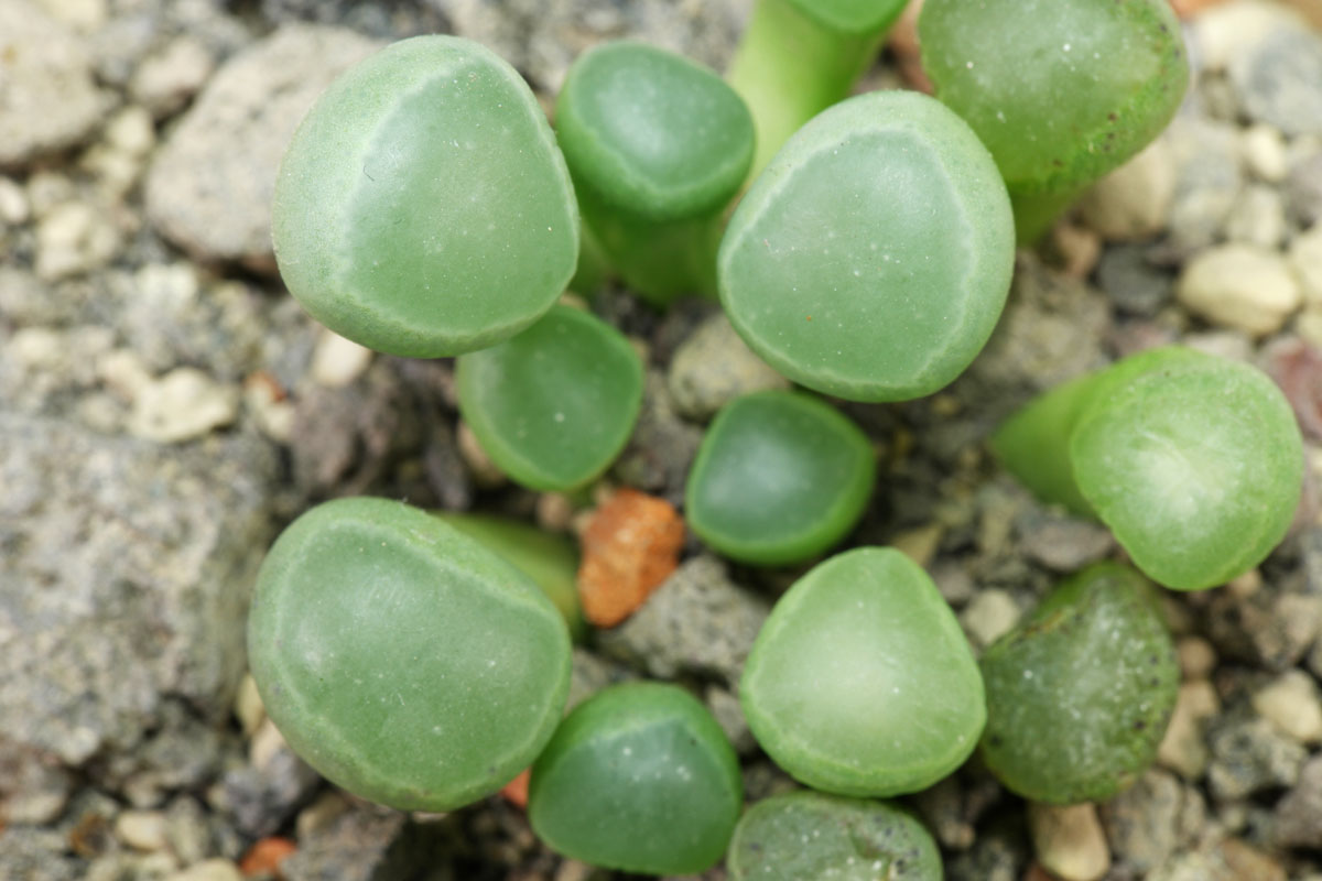 Fenestrariarhopalophylla ssp aurantiaca