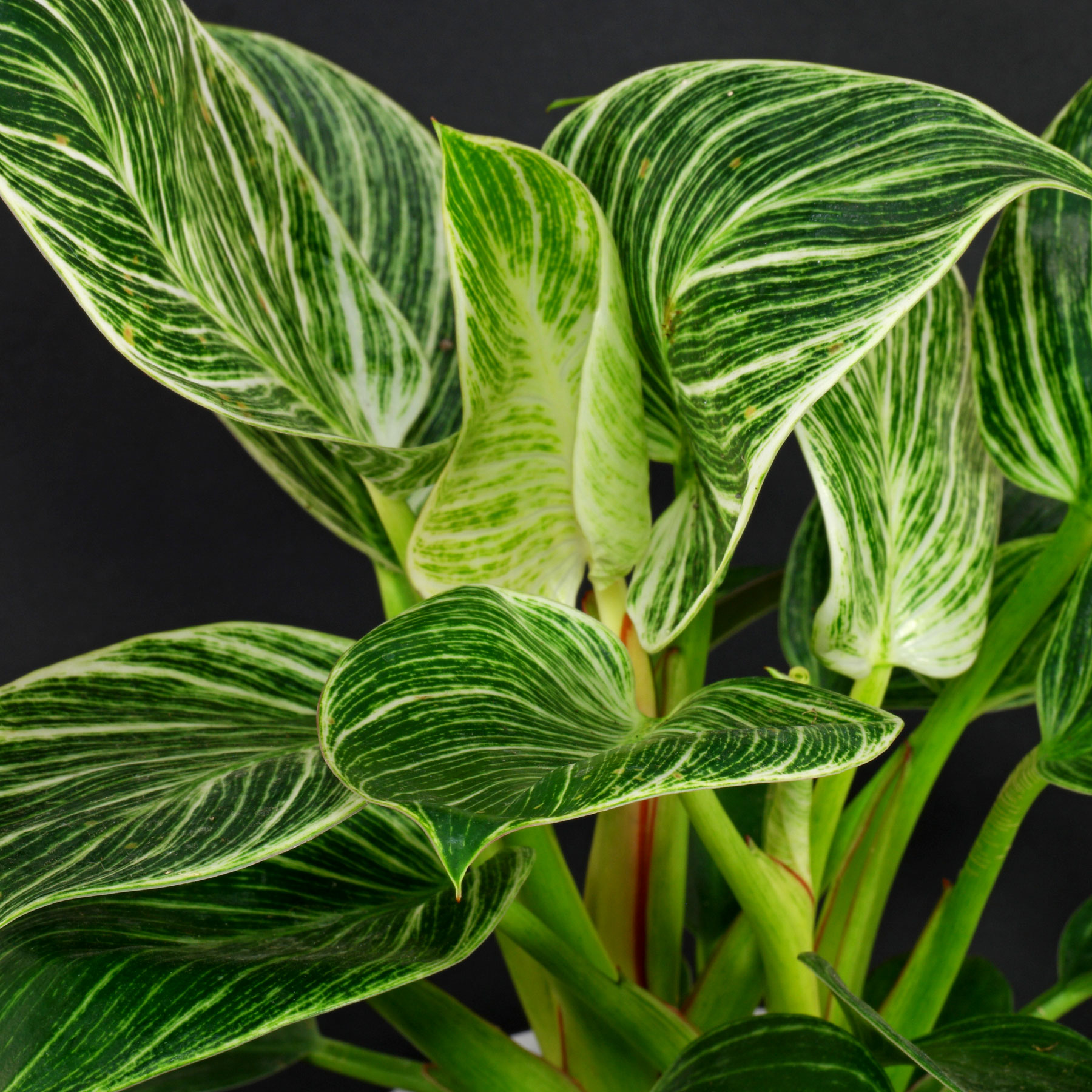 philodendron