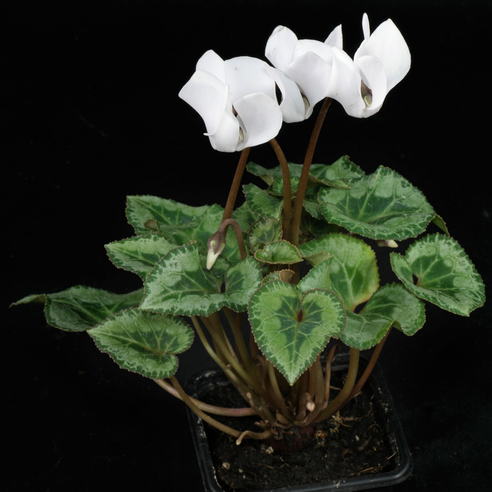 Cyclamen persicum