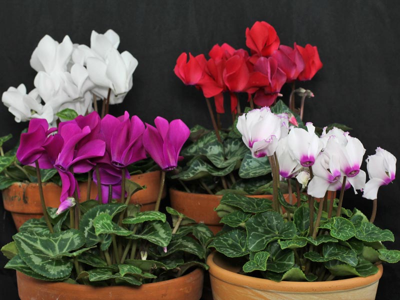 Cyclamen persicum