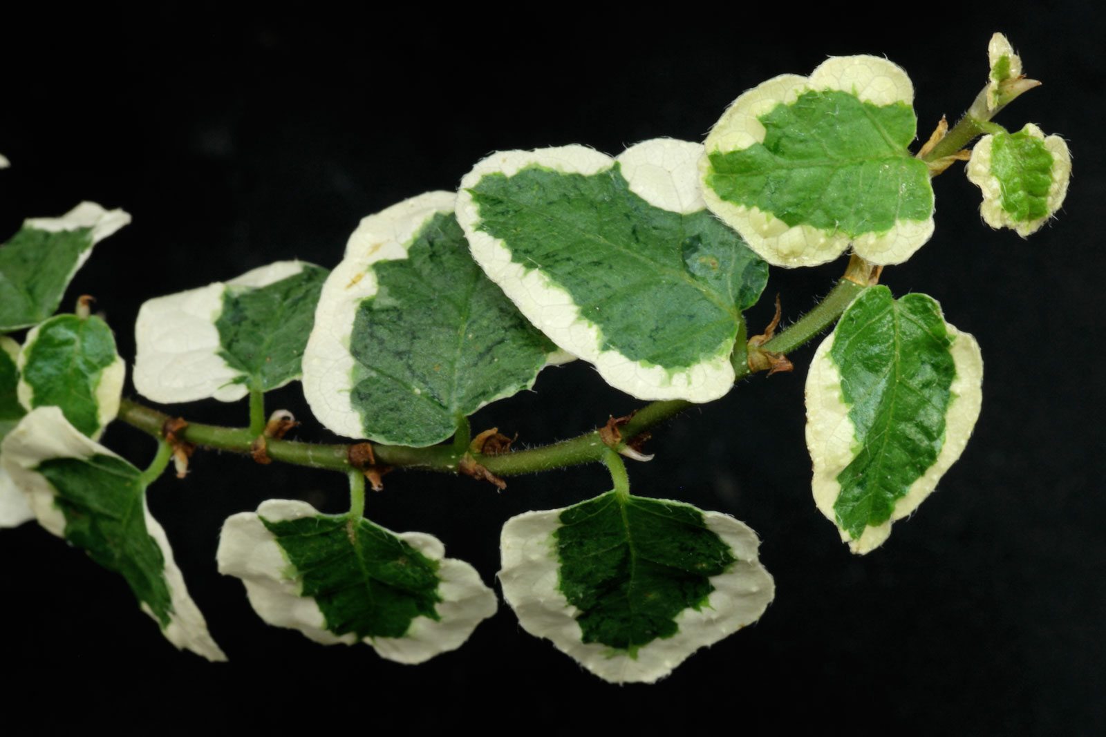 Ficus pumila Variegata