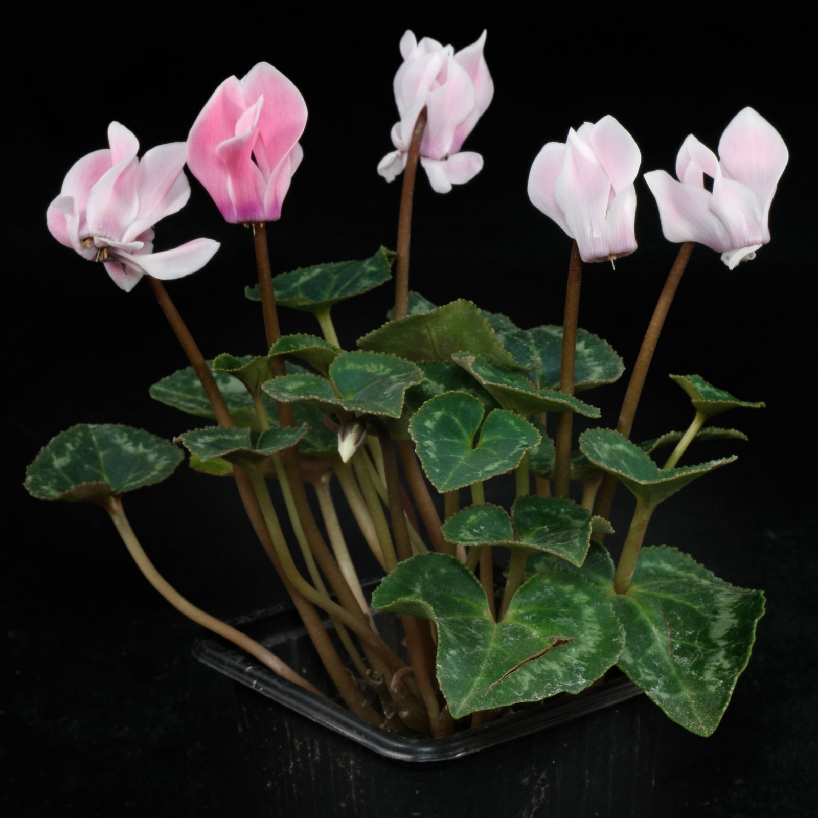 Cyclamen persicum