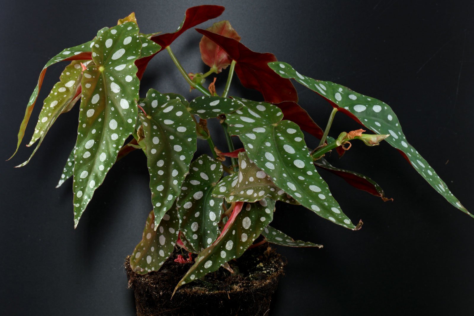 Begonia maculata