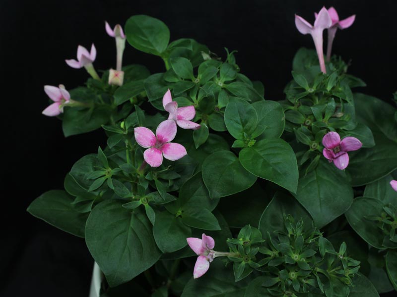 Bouvardia flowers