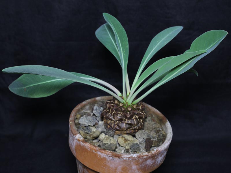 Euphorbia bupleurifolia