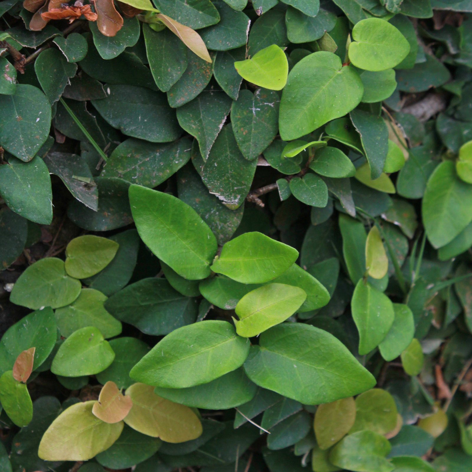 Ficus pumila