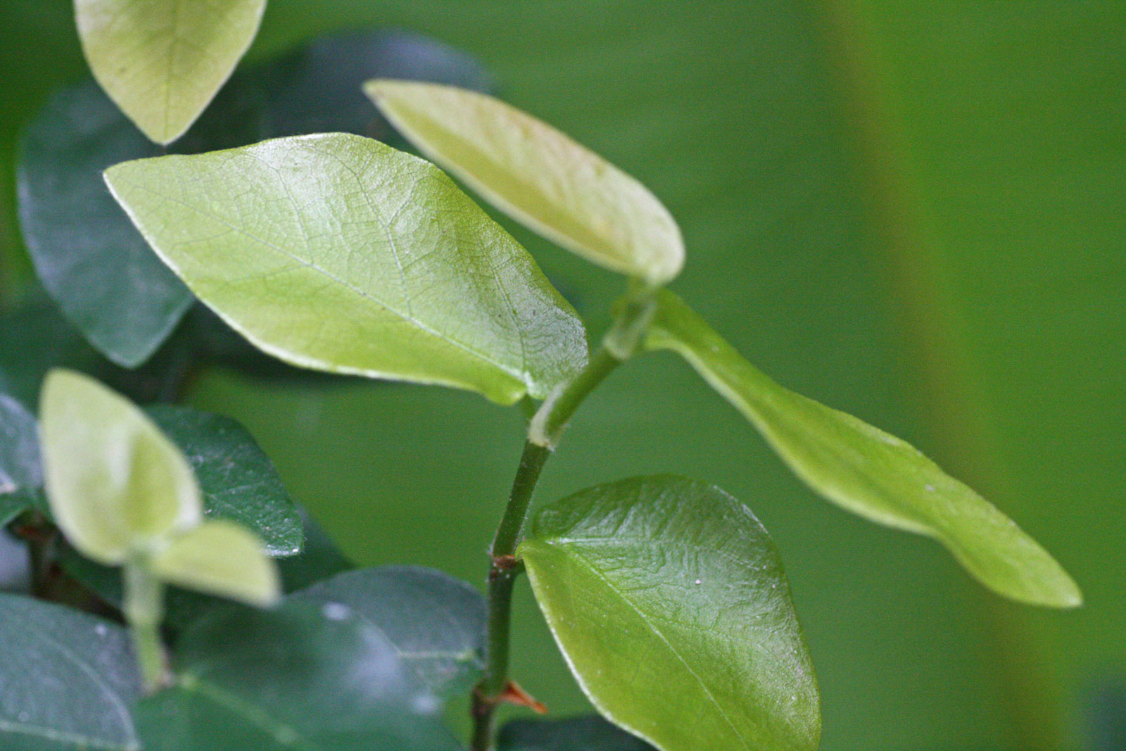 Ficus pumila