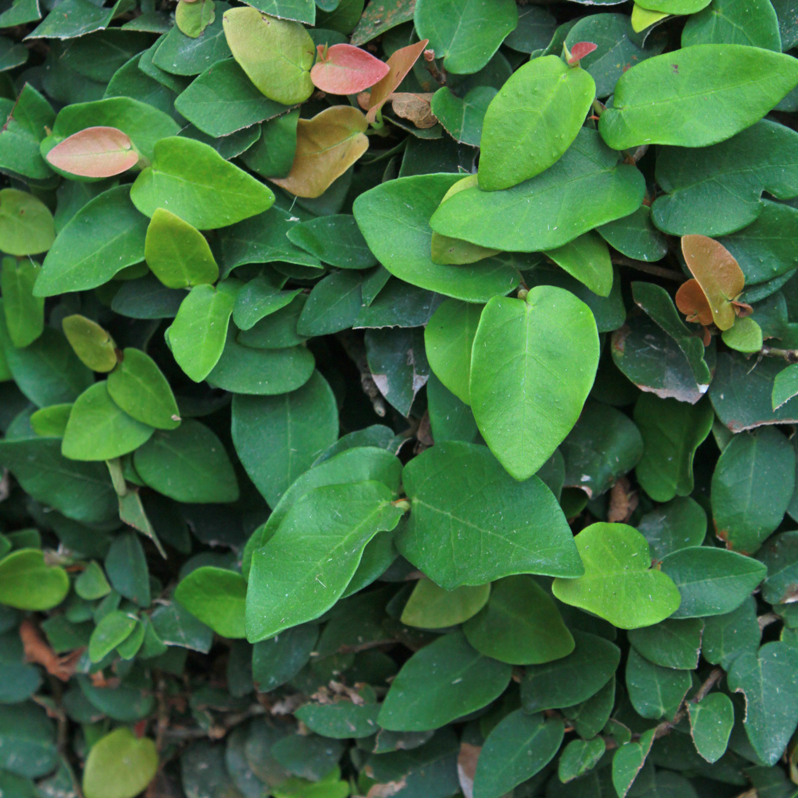 ficus pumila