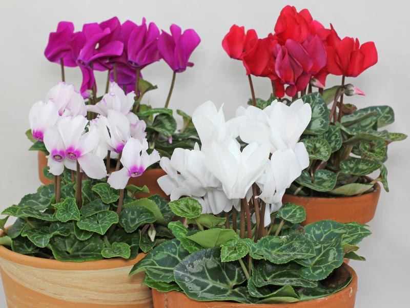 Florists Cyclamen