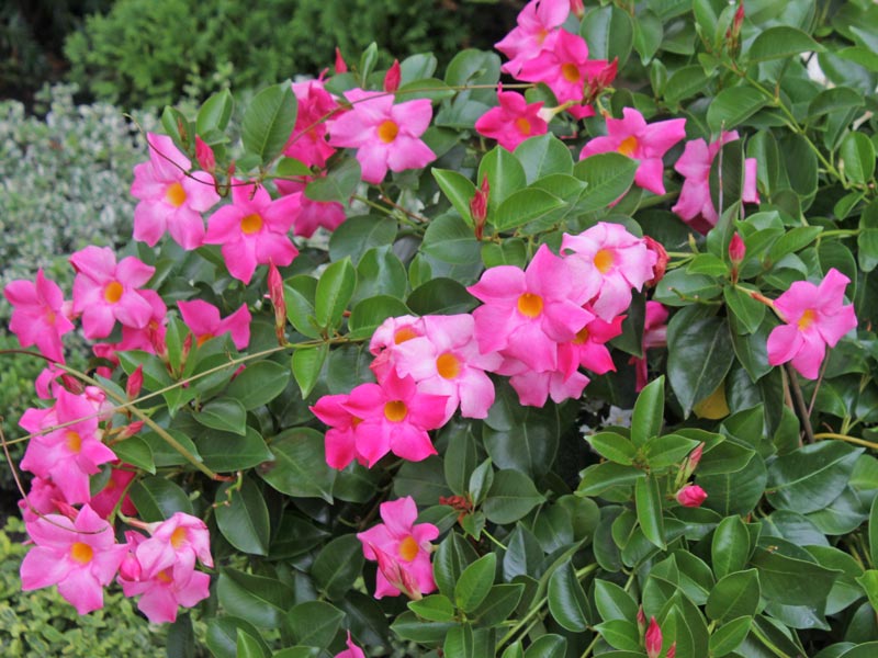 Mandevilla sanderi