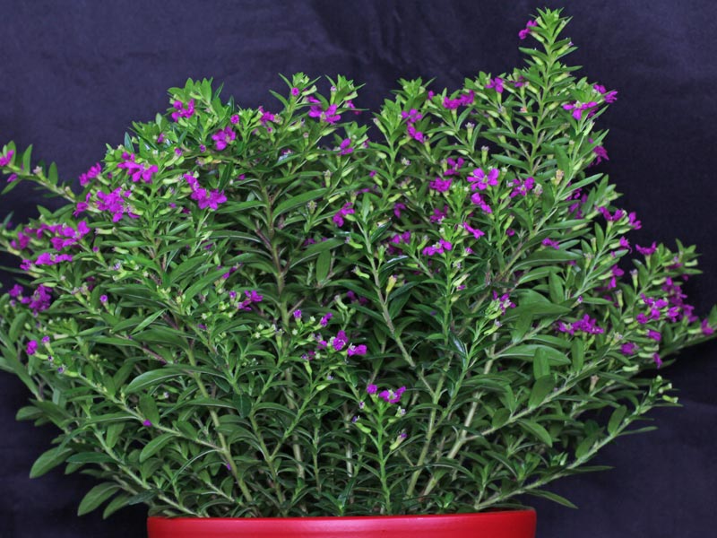 Mexican Heather