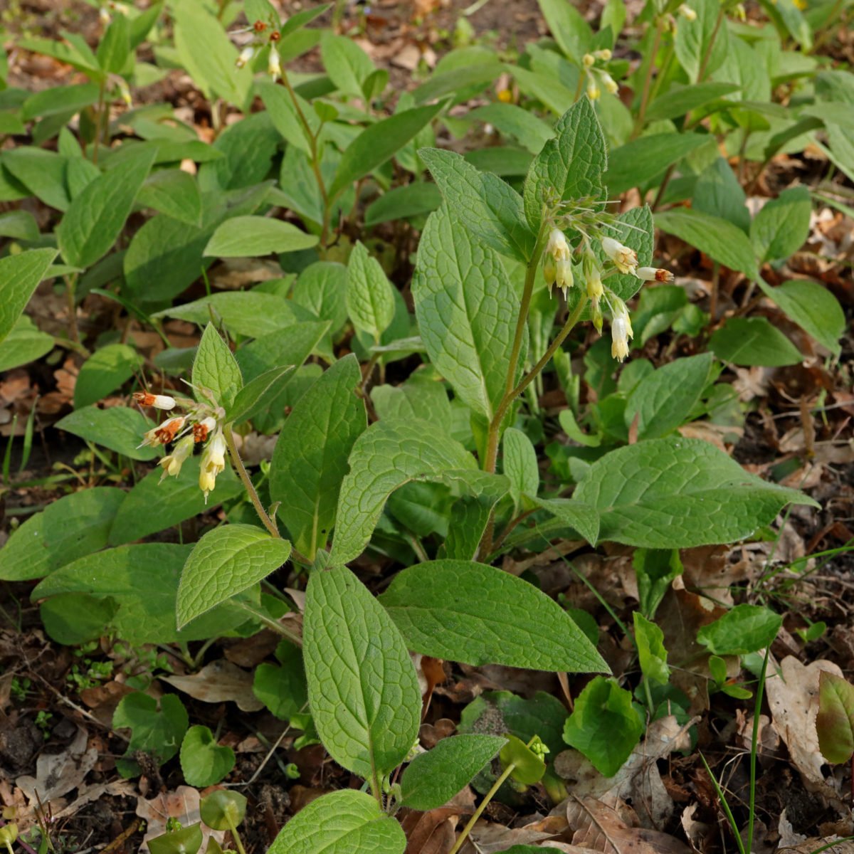 symphytum bulbosum symphytum bulbosum