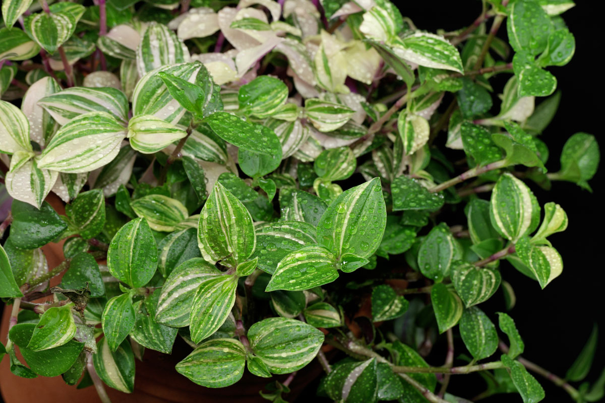 Tradescantia fluminensis Tricolor