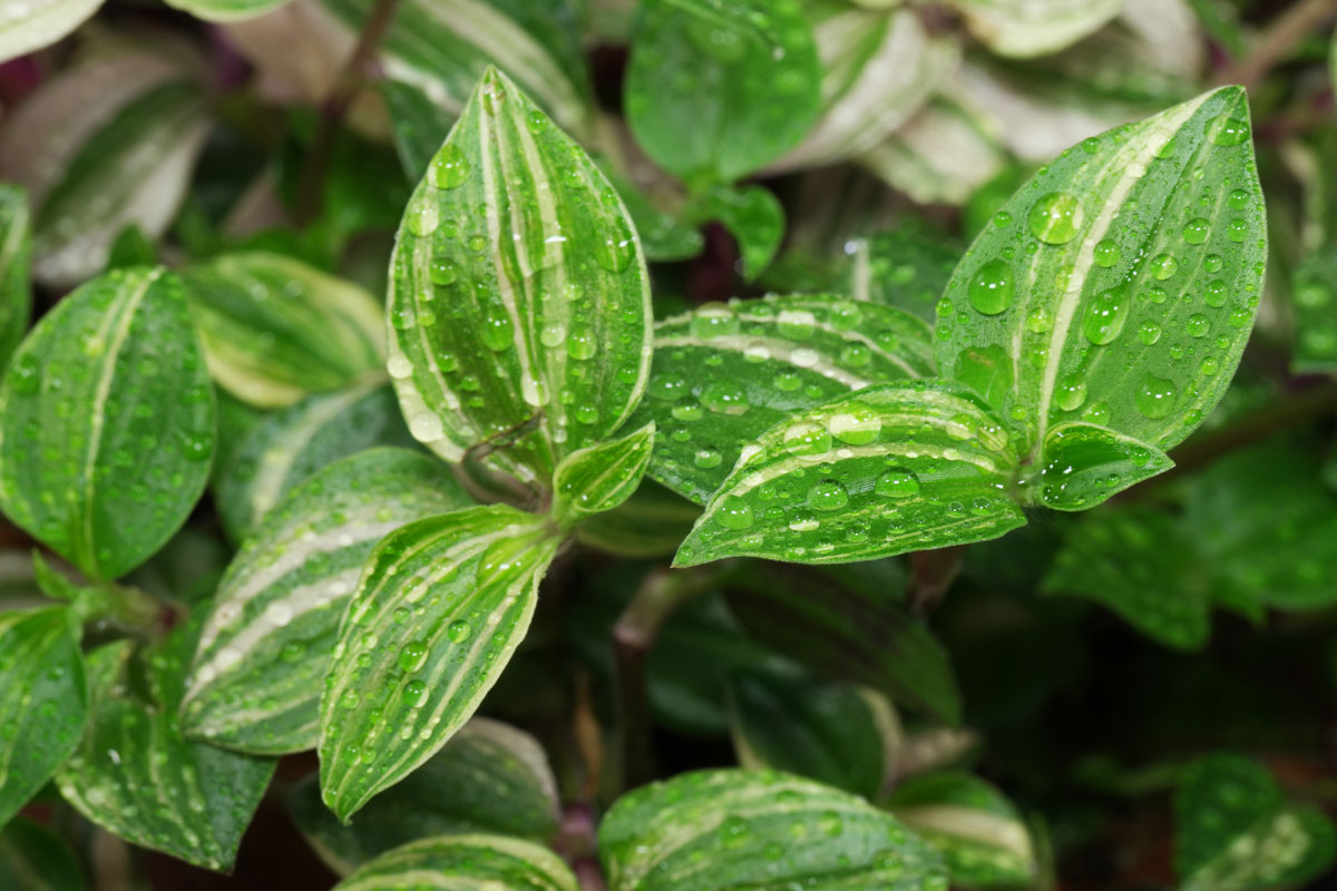 Tradescantia fluminensis Tricolor