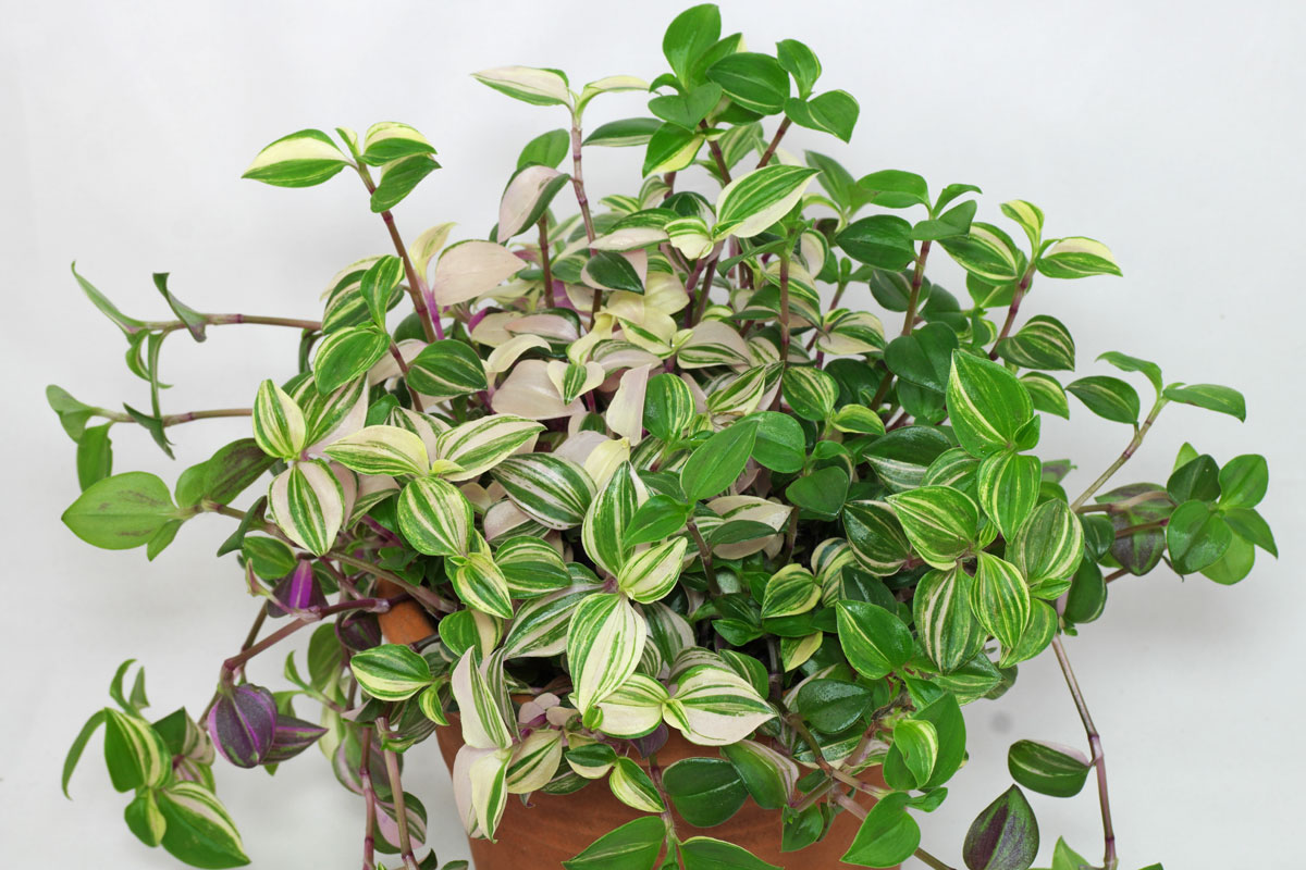 Tradescantia fluminensis-Tricolor