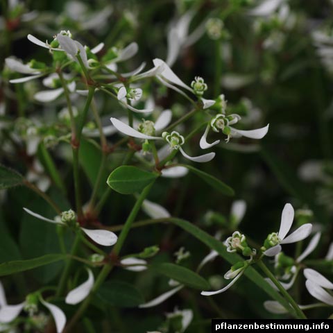 Euphorbia hypericifolia