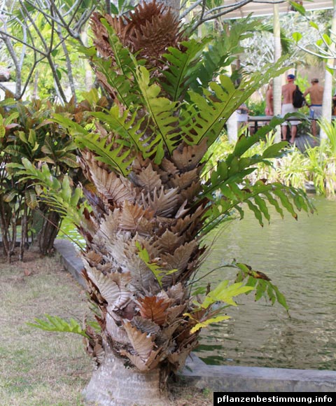 Drynaria quercifolia