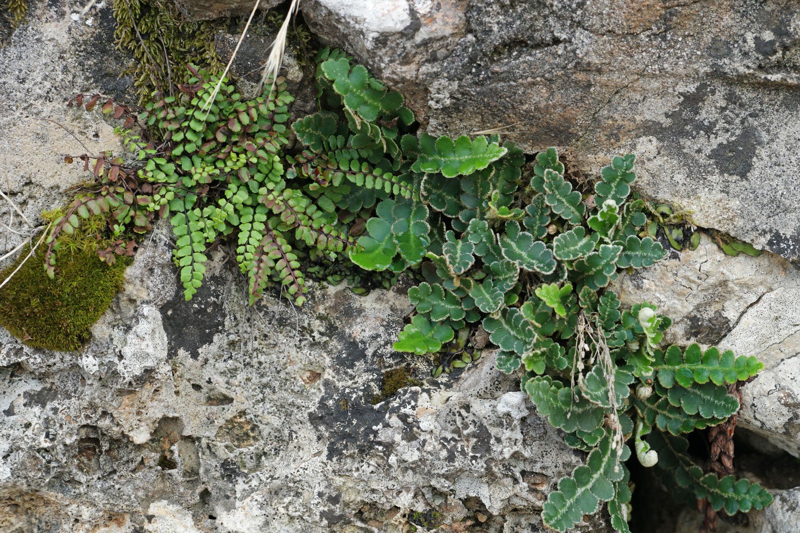 Available asplenium ceterach off or Stone cutter Slab cutter 2 Plants $18,00 