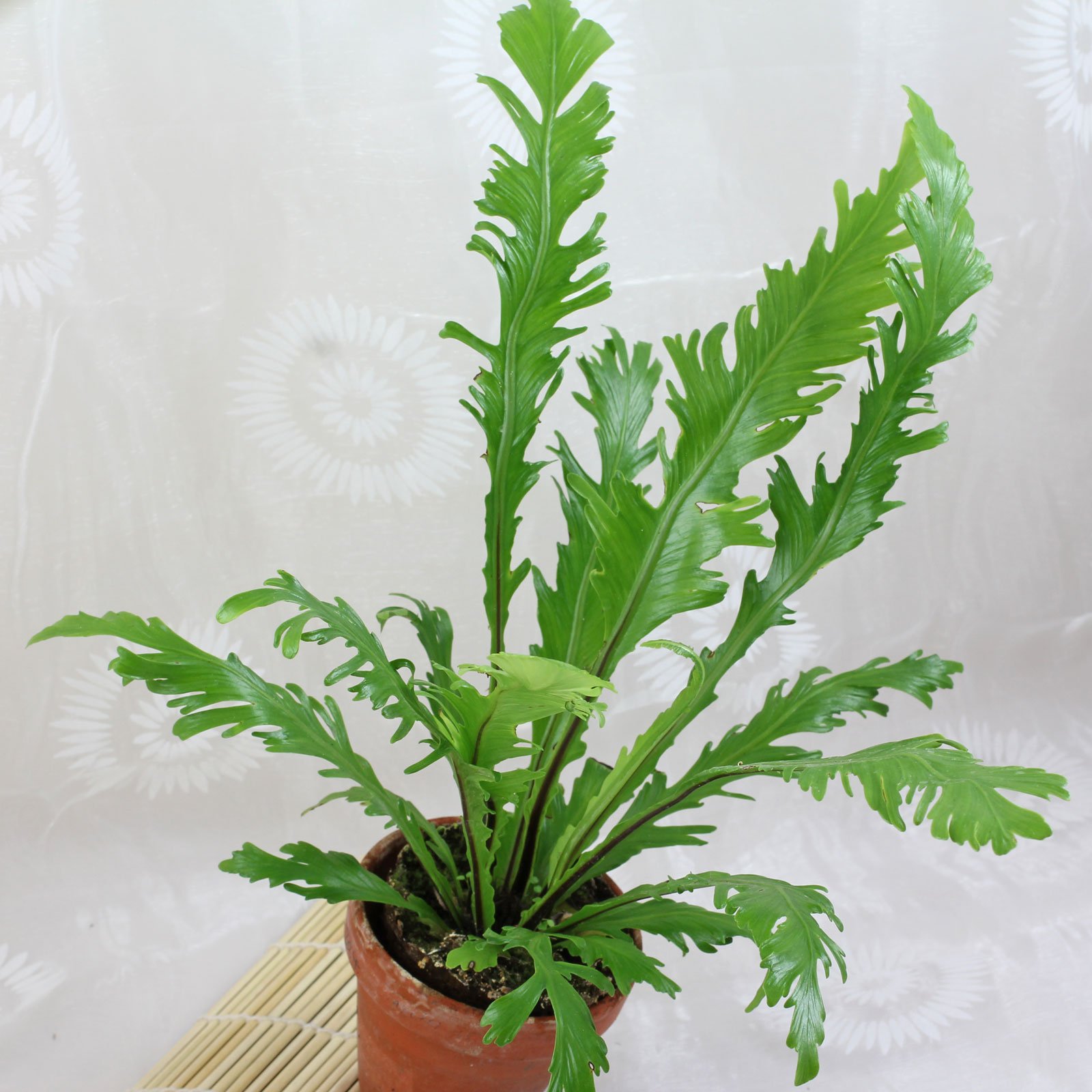 Asplenium nidus Fimbriatum