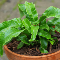 Asplenium scolopendrium