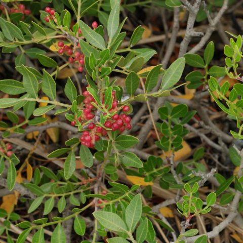 Pistacia lentiscus