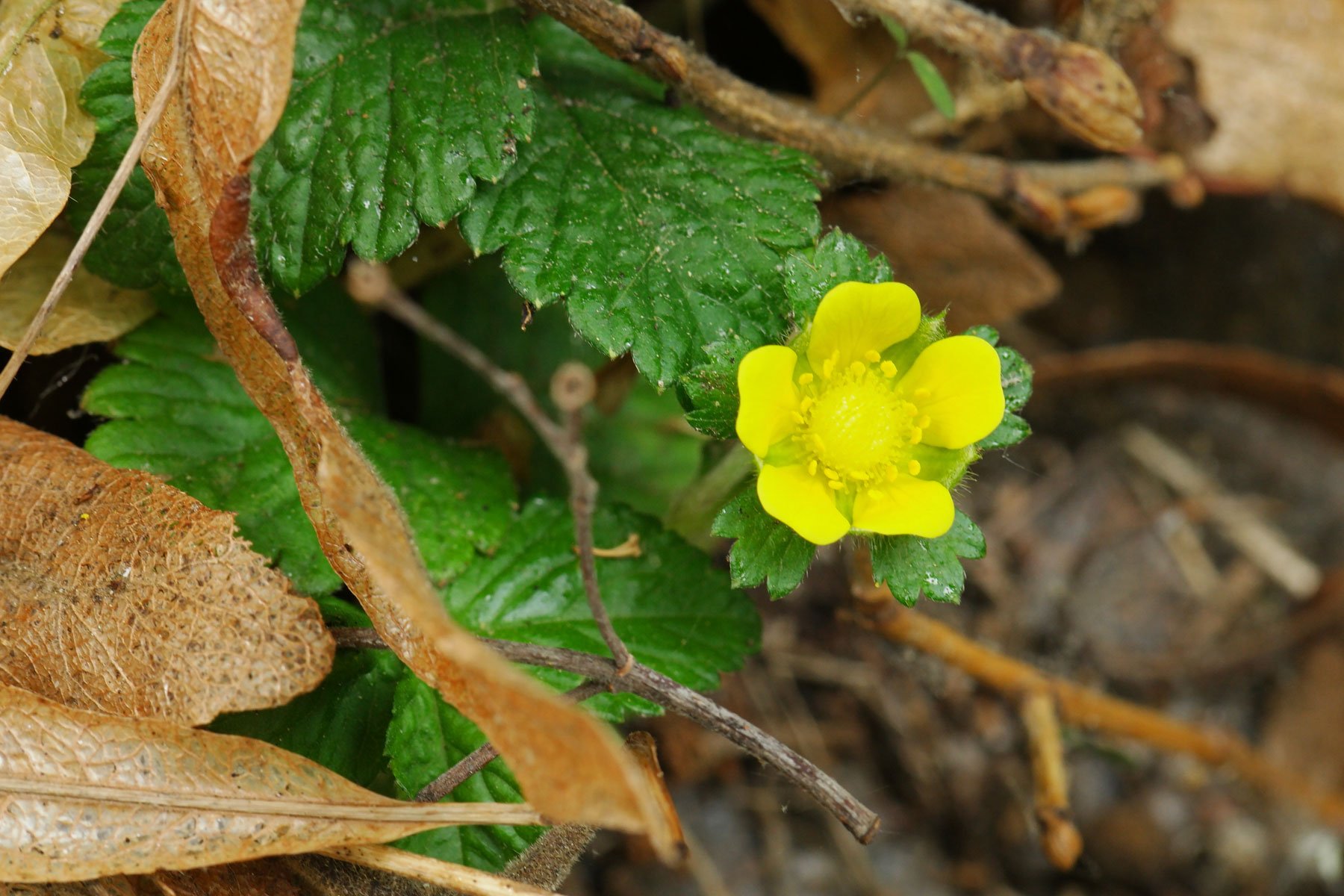 Potentilla indica