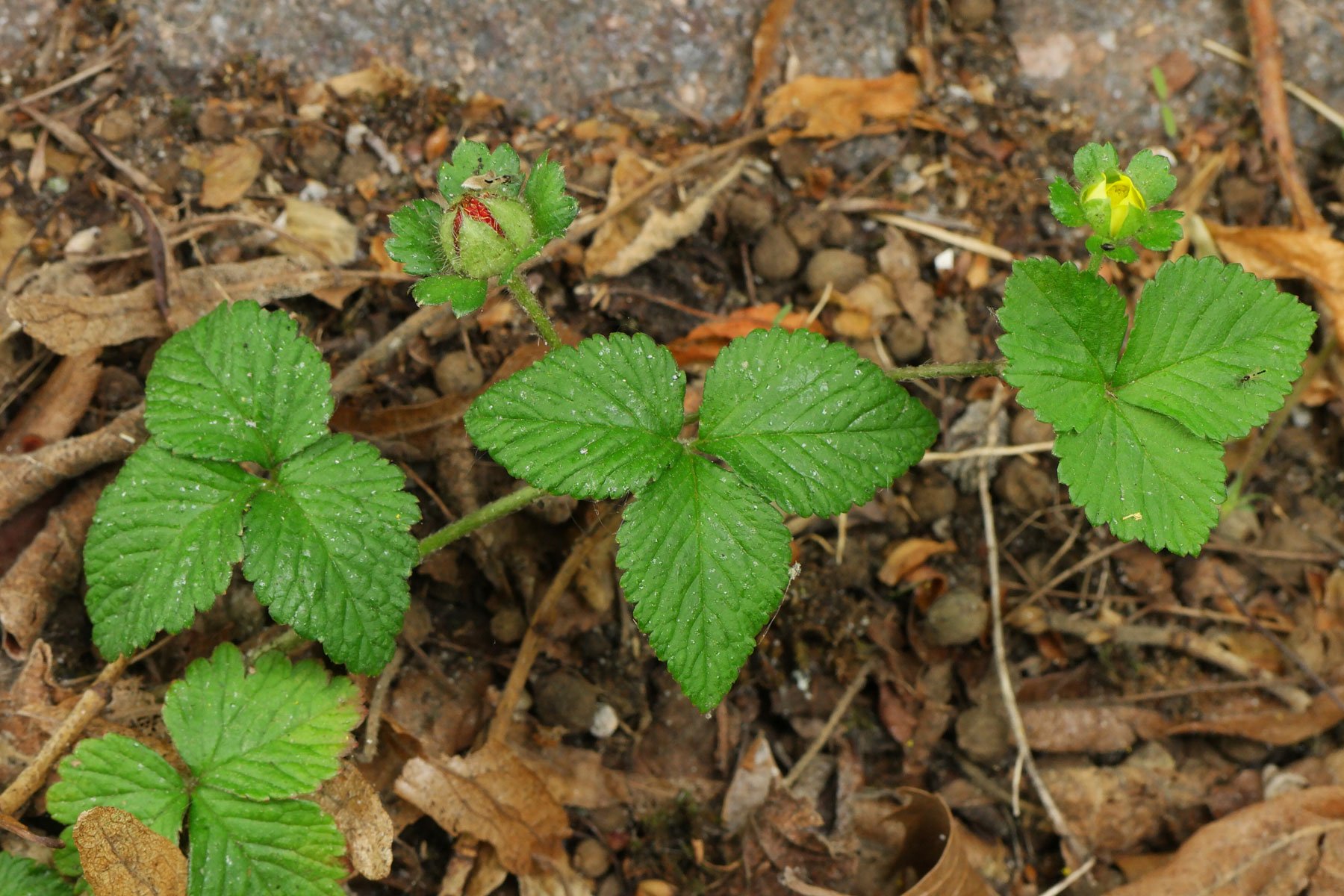 Potentilla indica