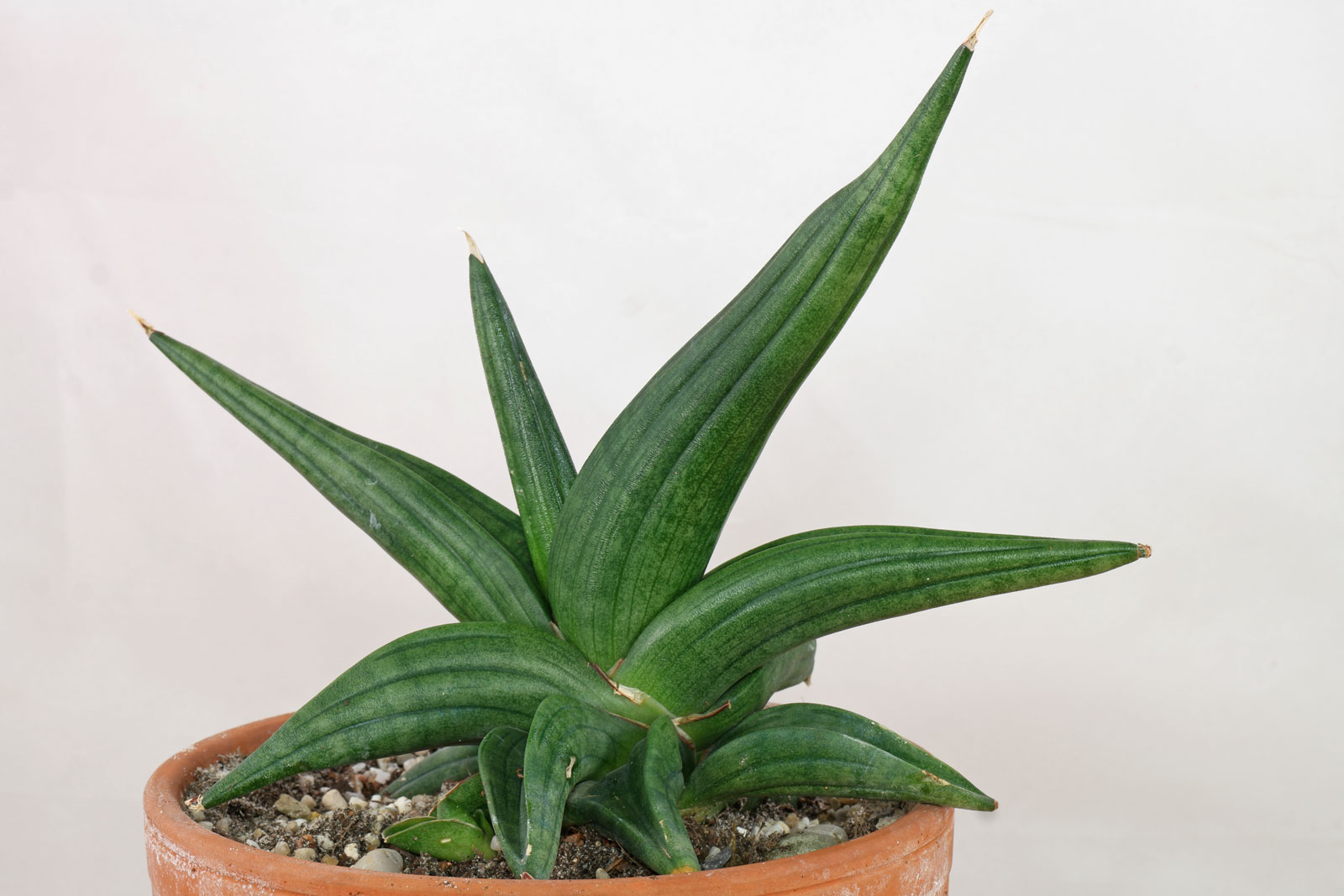 Sansevieria EdEby