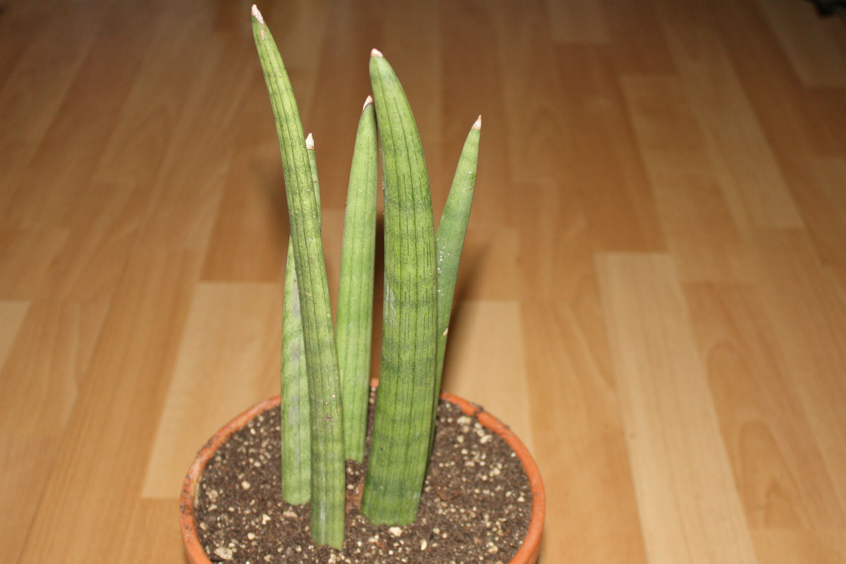 Sansevieria Spaghetti