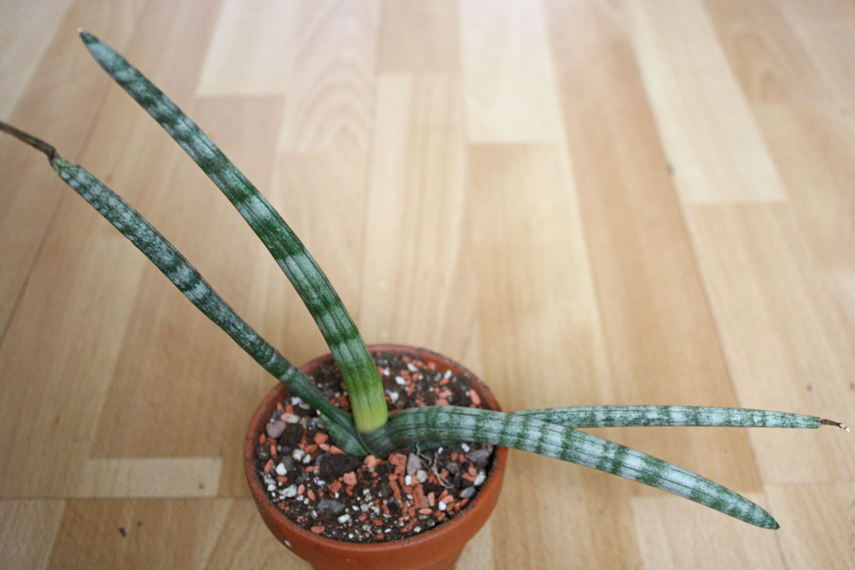 Sansevieria ballyi