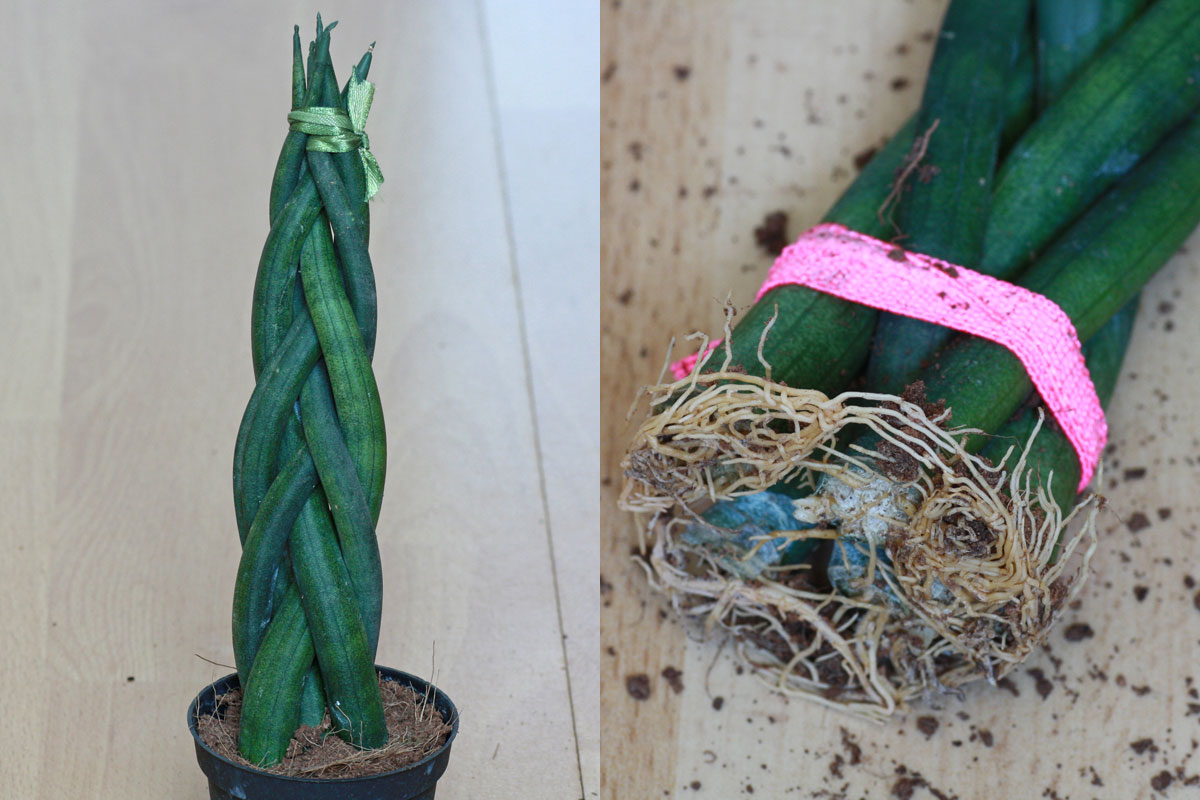 Sansevieria braided