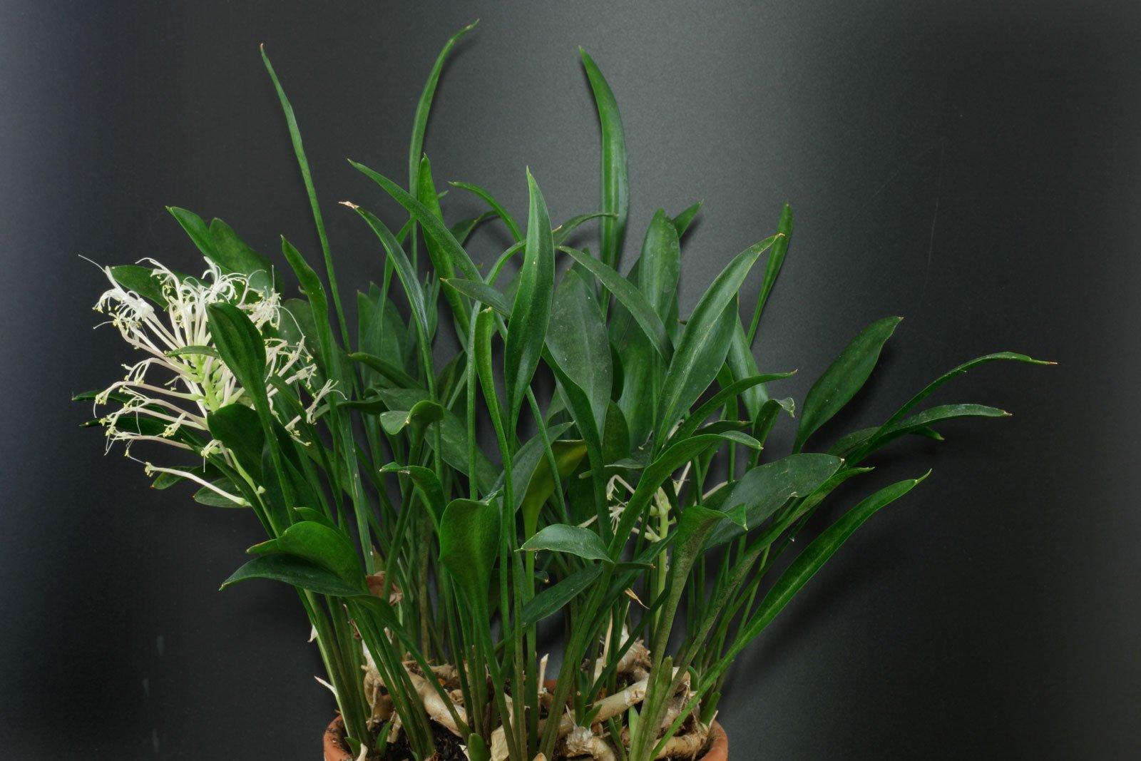 Sansevieria concinna 8