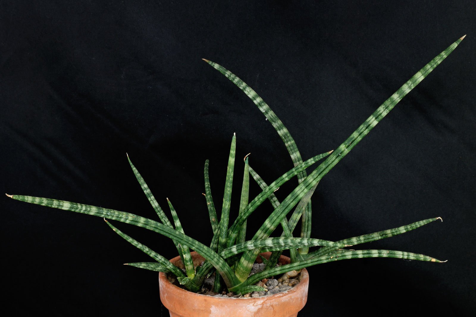 Sansevieria cylindrica