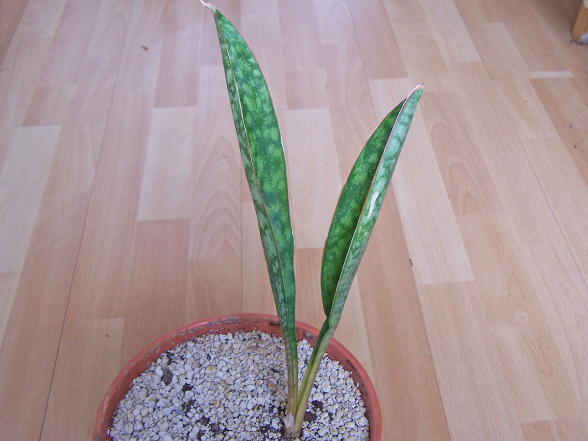 Sansevieria fasciata