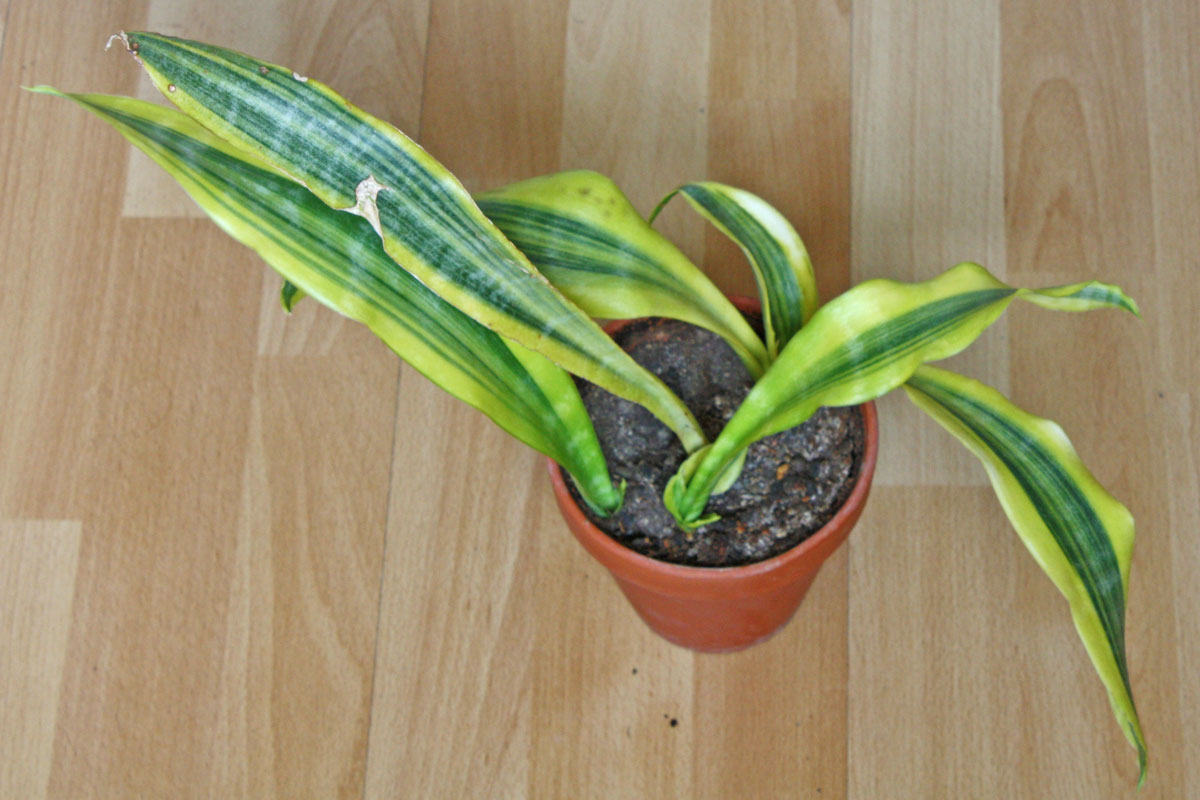 Sansevieria guineensis