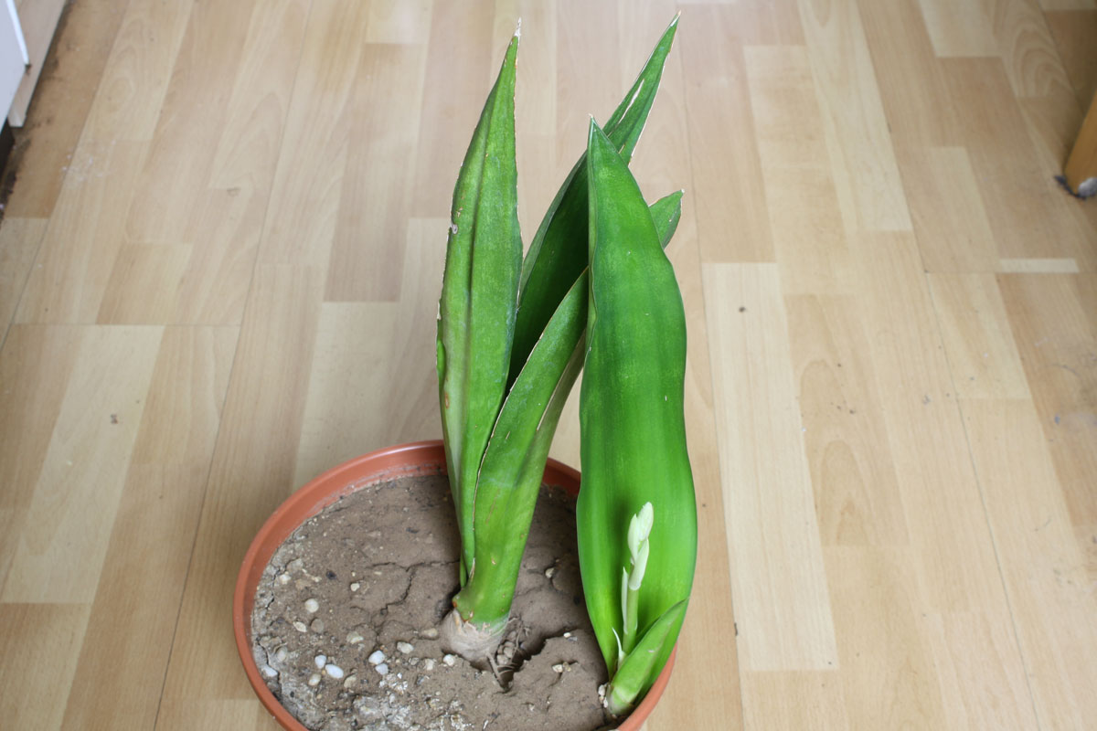 Sansevieria nilotica