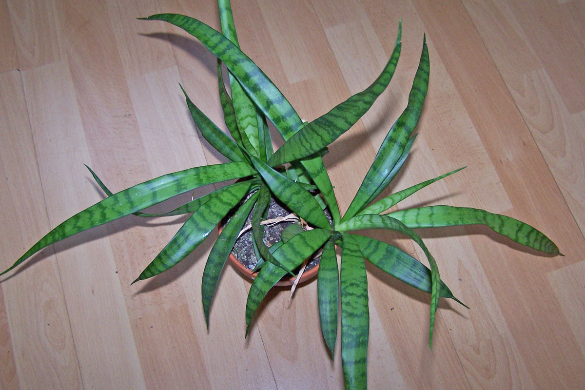 Sansevieria parva