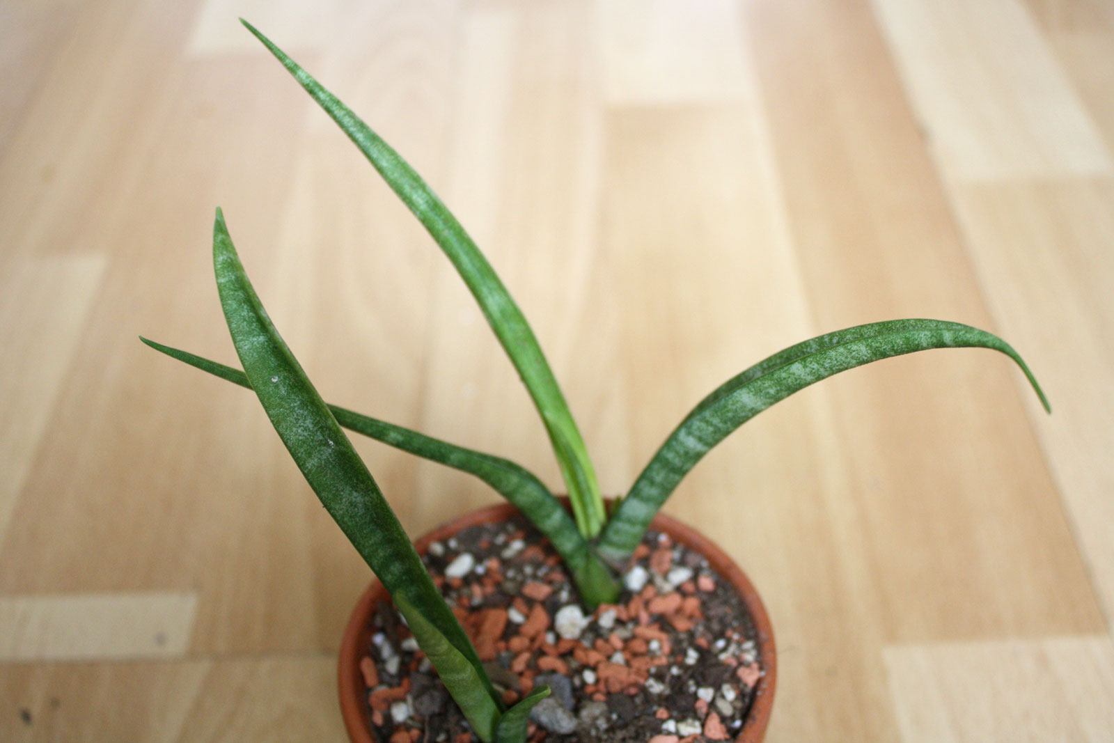 Sansevieria sulcata