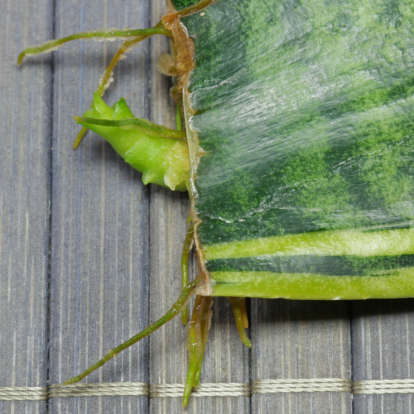 Sansevieria trifasciata