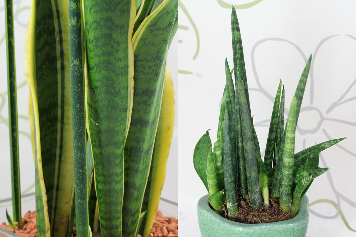 Sansevieria