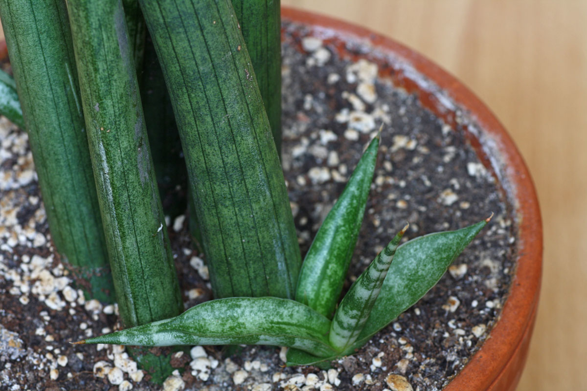 Spaghetti Sansevieria