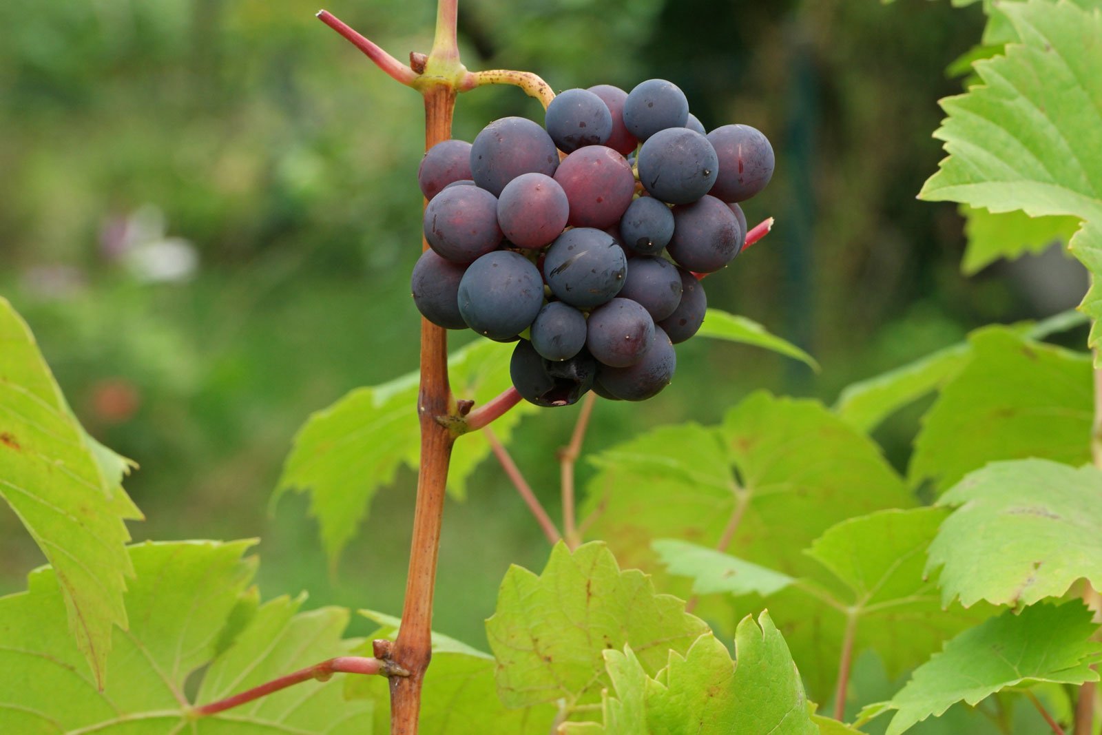 Vitis vinifera ssp vinifera