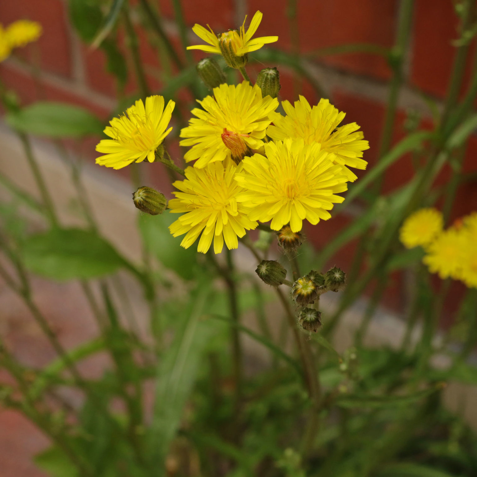 Smooth Hawksbeard (Crepis capillaris)