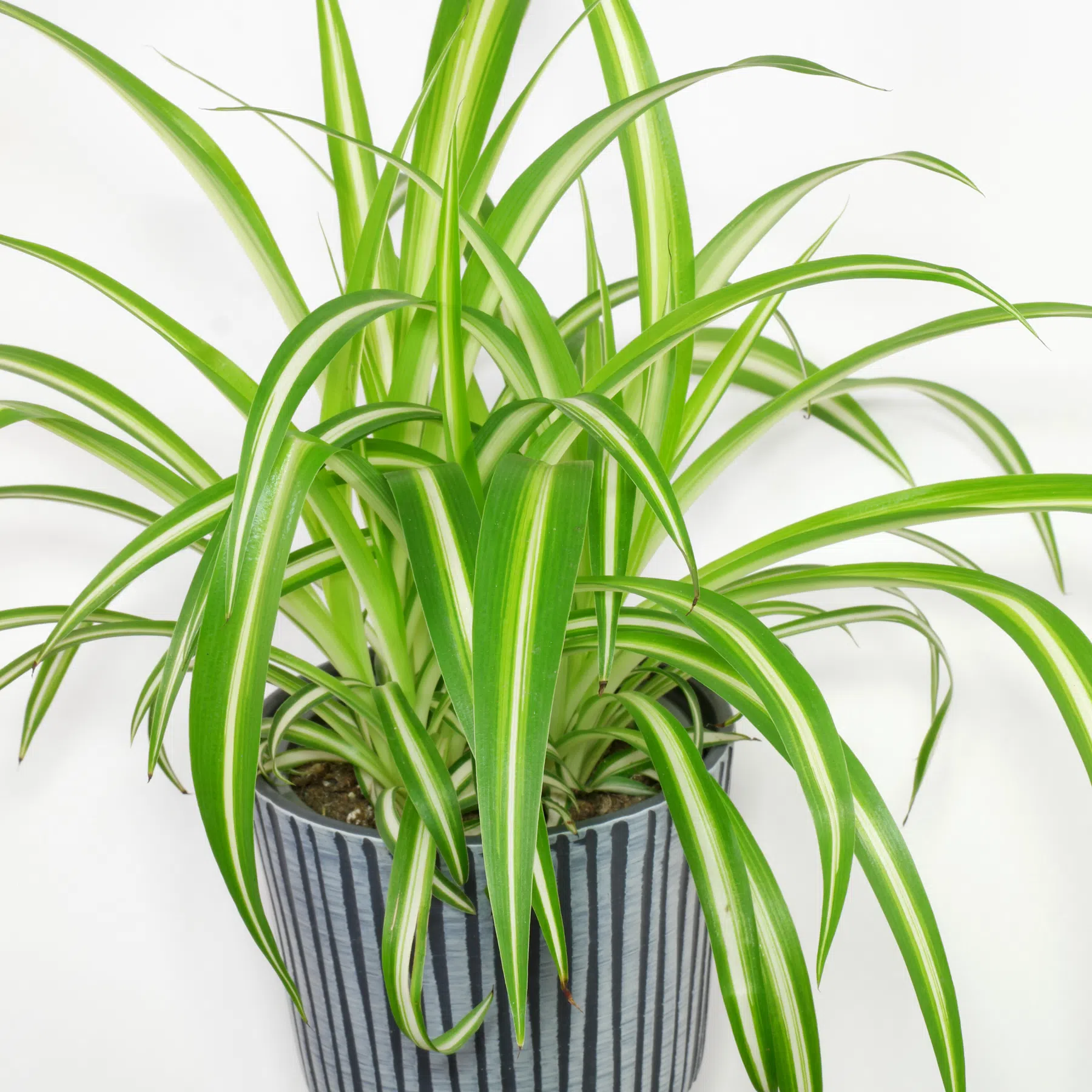 Plant (Chlorophytum comosum