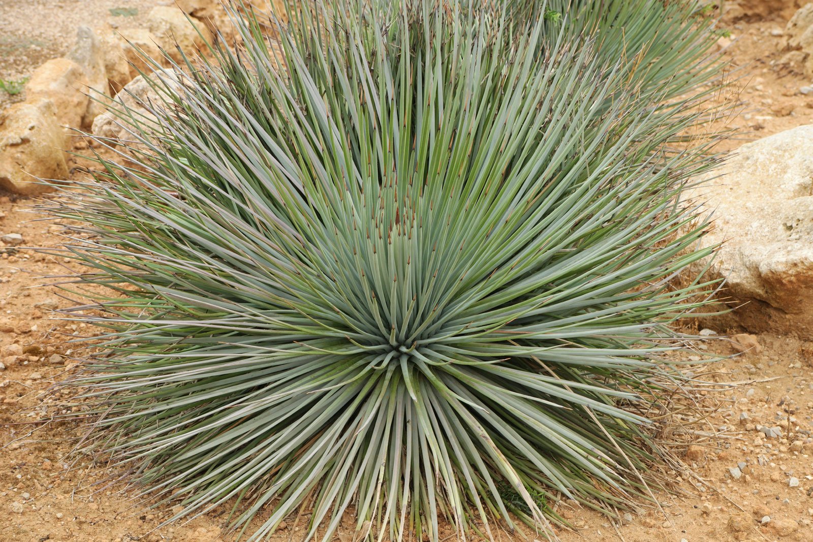 Agave striata