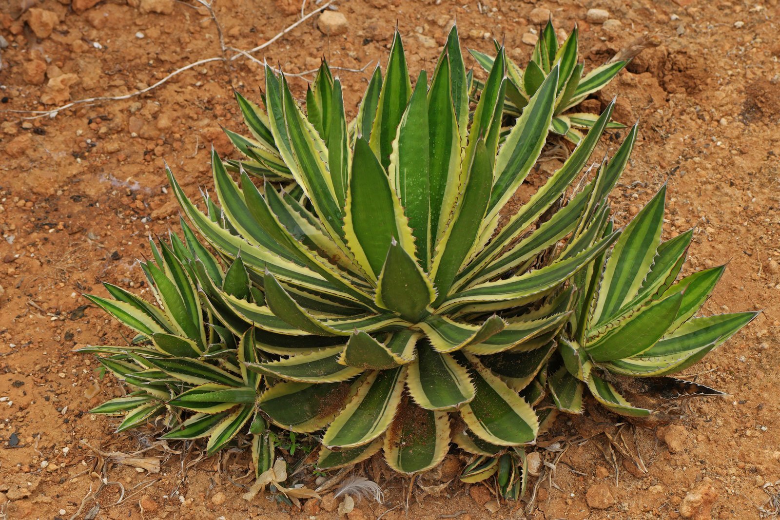 Agave univittata Quadricolor