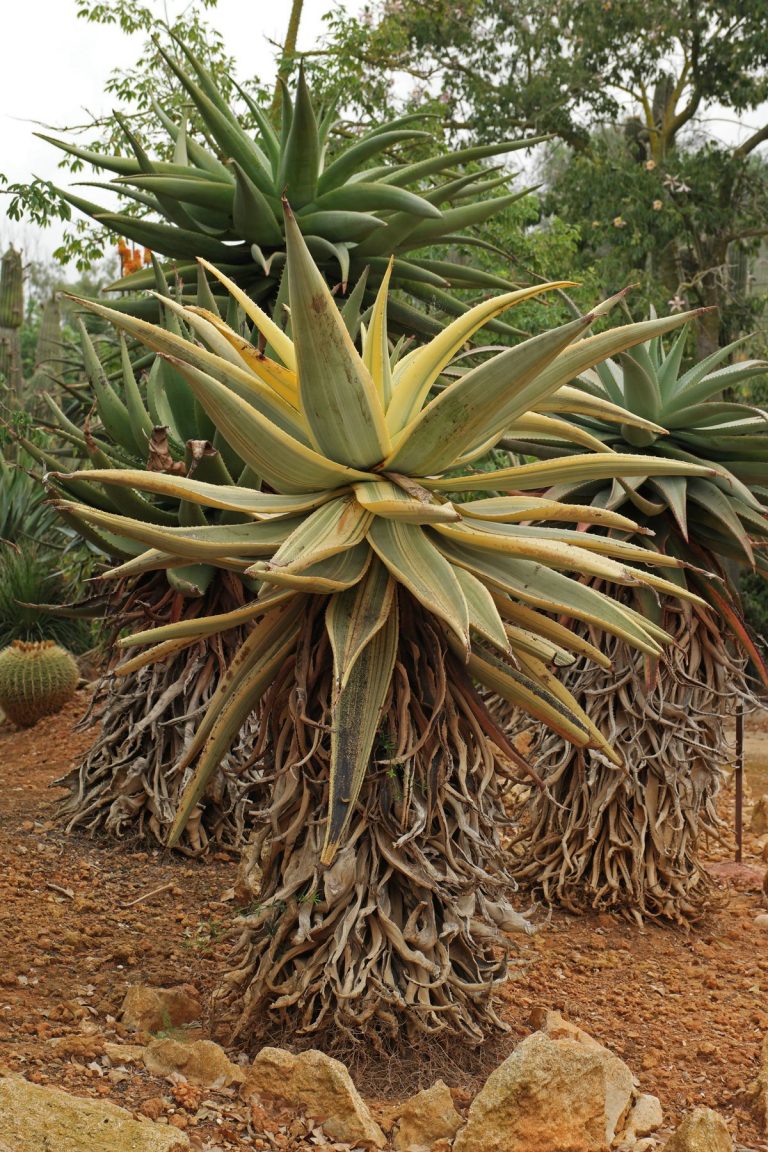 Cape Aloe Aloe Ferox Variegata 2777